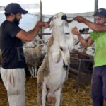 المنتخب المغربي يواجه النيجر وتنزانيا بالملعب الشرفي لوجدة